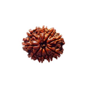Natural 10 Mukhi Rudraksha