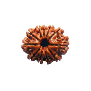 11 Mukhi Rudraksha