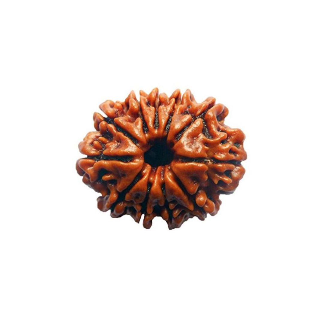 11 Mukhi Rudraksha