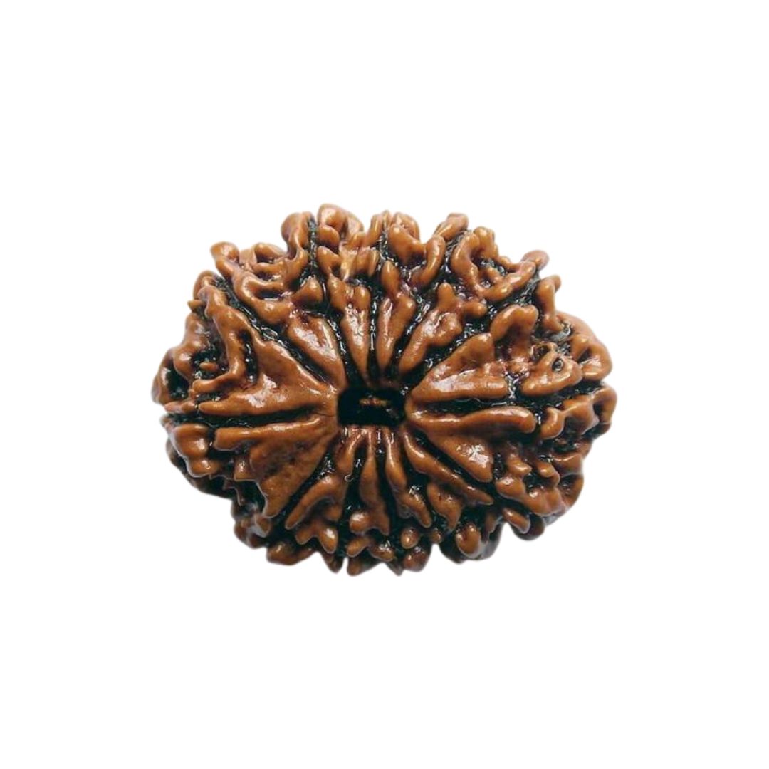 12 Mukhi Rudraksha