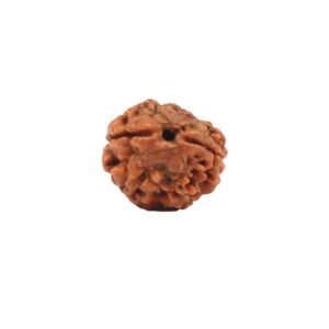 2 Mukhi Rudraksha