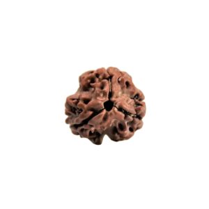 3 Mukhi Rudraksha
