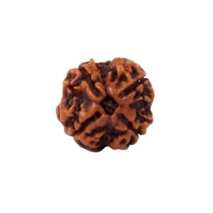 4 Mukhi Rudraksha