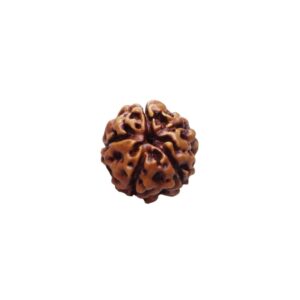 5 Mukhi Rudraksha