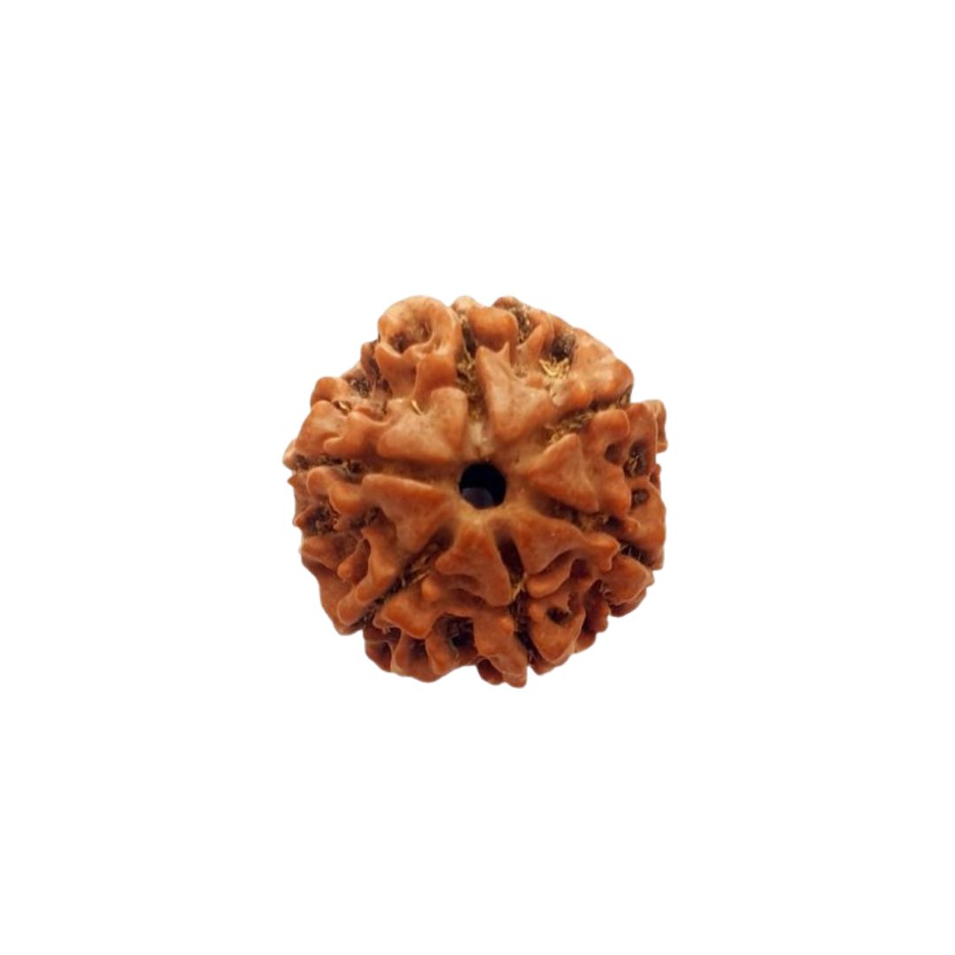 6 Mukhi Rudraksha