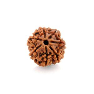 7 Mukhi Rudraksha