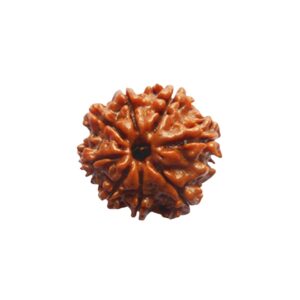 8 Mukhi Rudraksha