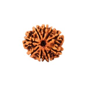 9 Mukhi Rudraksha