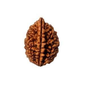 1 Mukhi Rudraksha